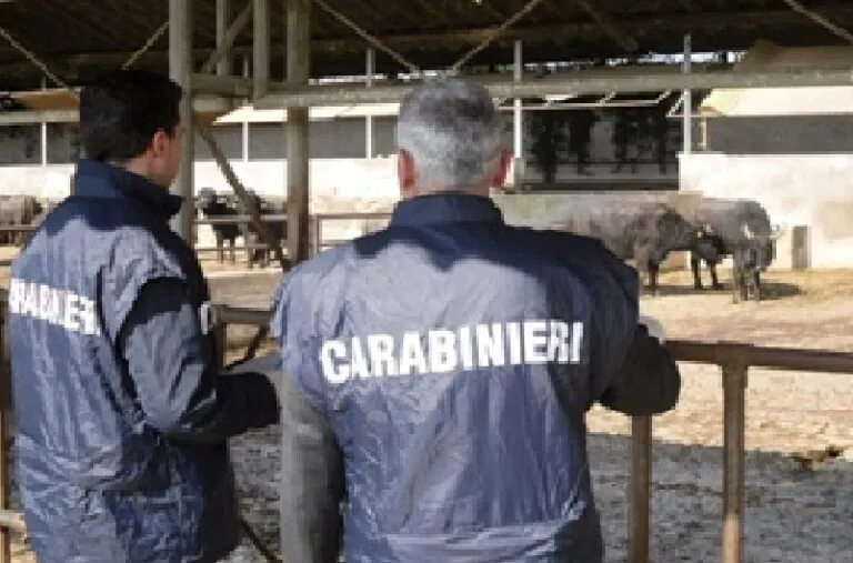 Stop alle ruspe nell’azienda bufalina del cugino del boss