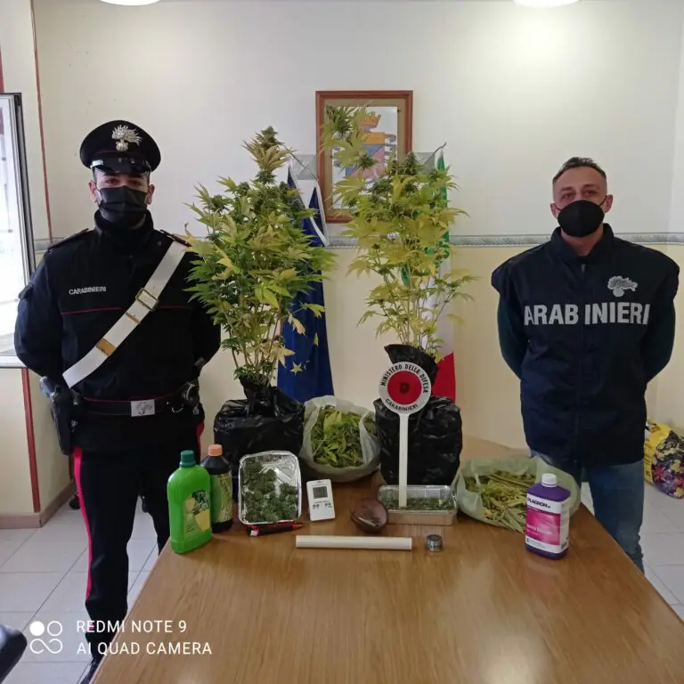 Serra di marijuana in mansarda: la alimentava con la rete pubblica
