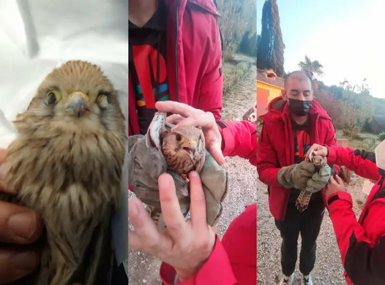 Falchetto ferito rischia di esser travolto sulla variante: il salvataggio