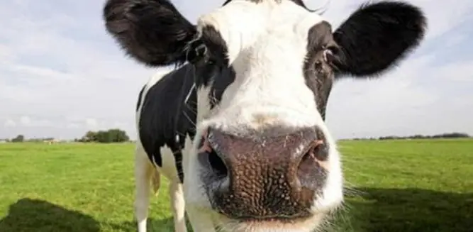 Mucca da macello travolge cancello e ferisce operaio