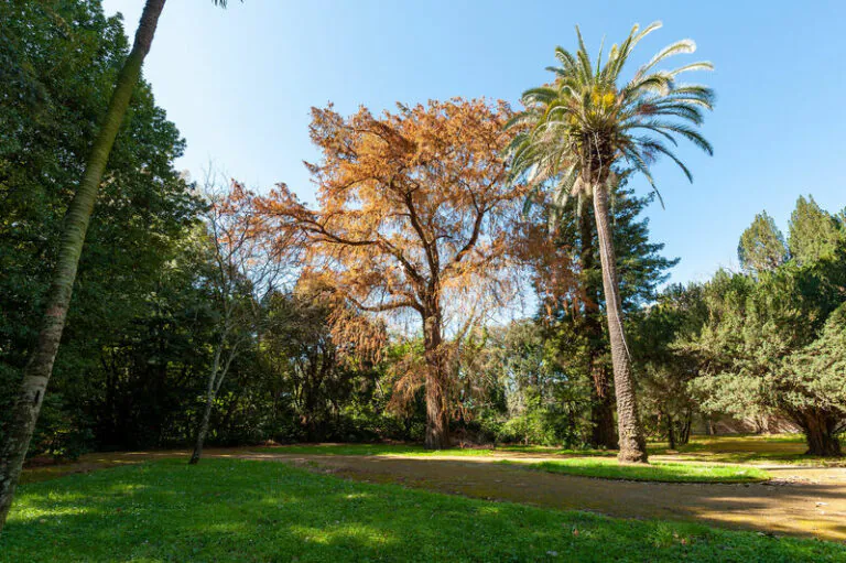 Nuove alberature nel Giardino Inglese della Reggia