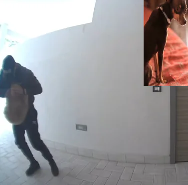 Raid in centro, appartamento rivoltato. Rapito anche il cane