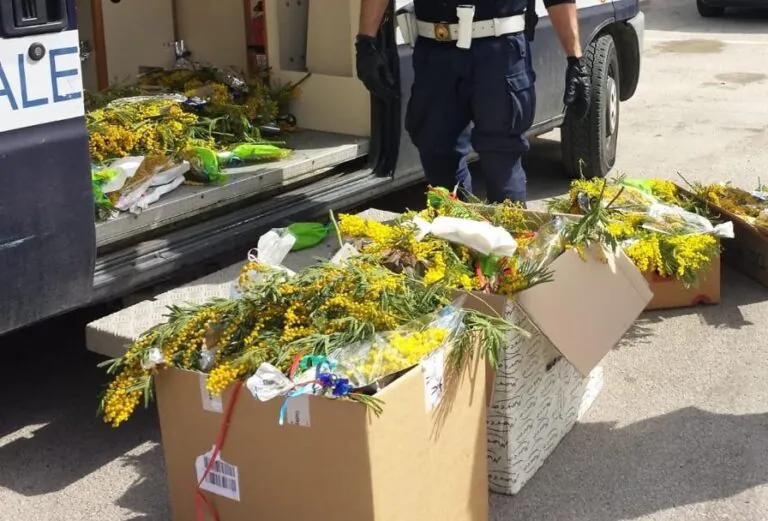 Mimose gratuite in piazza Statuto. Ecco l’iniziativa dell’Ente