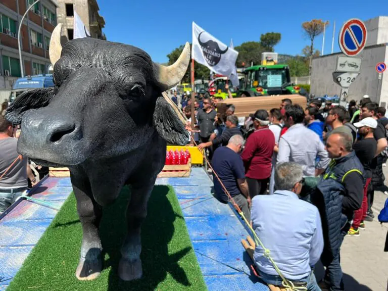 Brucellosi nel casertano: la solidarietà di CGIL, FLAI e ALPAA Caserta agli agricoltori