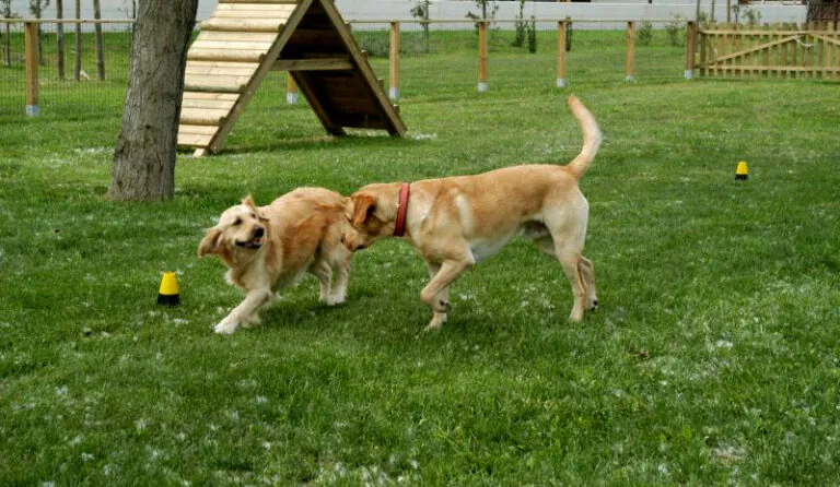 Area per i cani da compagnia, le ipotesi sulle zone