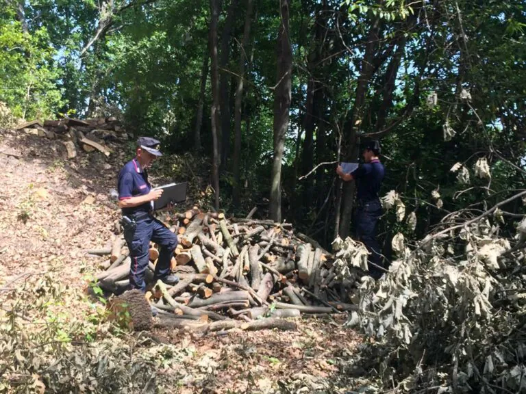 Beccato in azione con la motosega dai militari