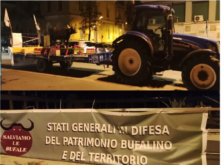 Allevatori bufalini, la protesta si allarga: nuova sponda