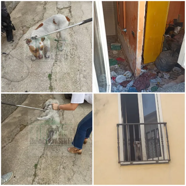 Lascia pitbull nell’inferno e scappa di casa, blitz degli agenti nel rione