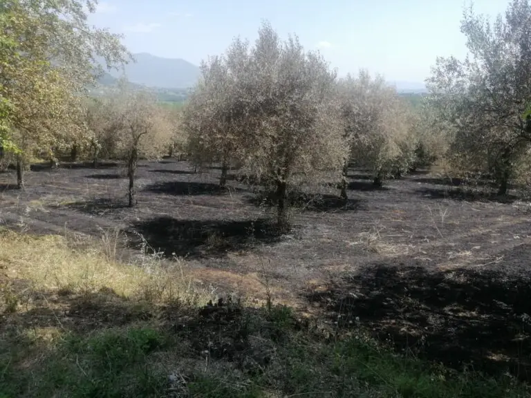 Valle in fiamme, stanato il piromane: vigne e oliveti bruciati con l’accendino