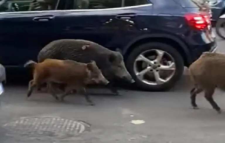 Finisce nel fossato per evitare cinghiale, choc sulla Provinciale