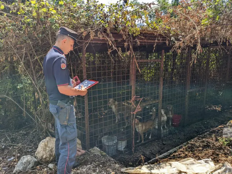 Scoperto canile lager nella frazione, salvati 8 cani e 4 cuccioli