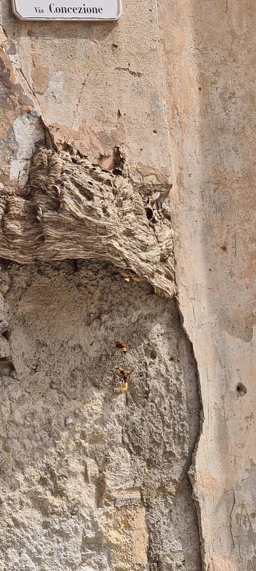 Paura per un nido di vespe: residenti lanciano l’allarme