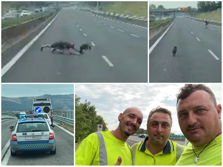 Cane a tutta birra sull’A1: automobilista rischia la vita per salvarlo. Interviene polizia