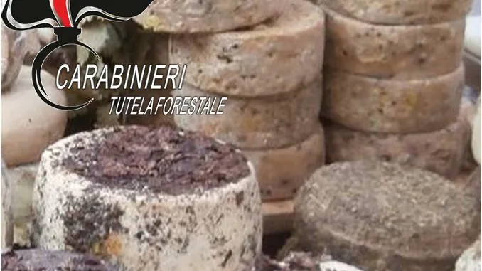 Maxi sequestro di formaggi nel Casertano