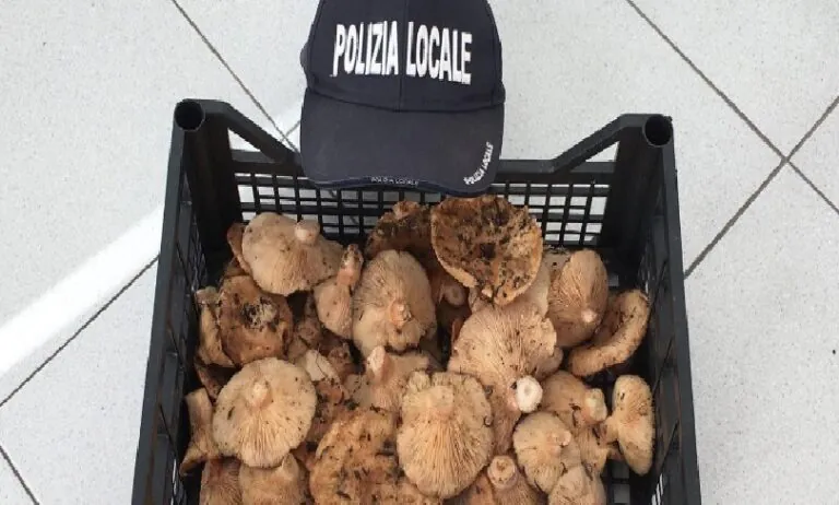 Vanno a funghi e si beccano le multe, agenti in azione