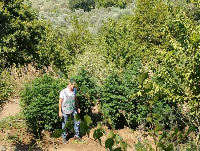 Maxi piantagione di cannabis nel Casertano, proprietario nei guai