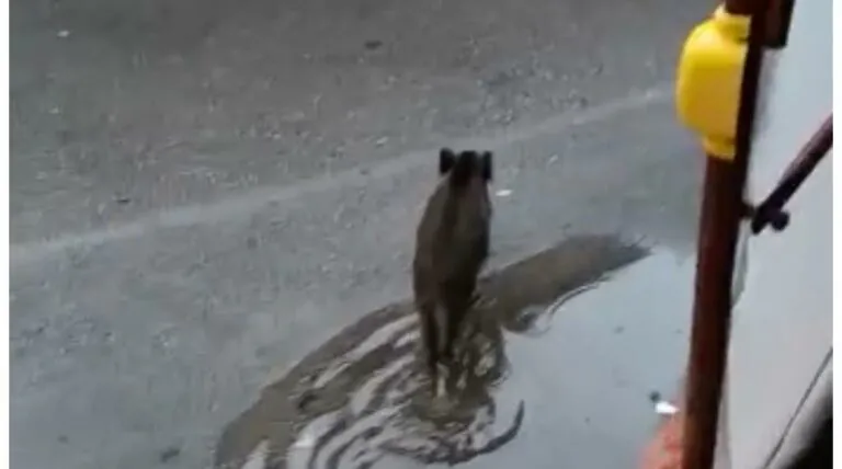 Cinghiale compare all’improvviso, auto lo centra. Paura per il conducente