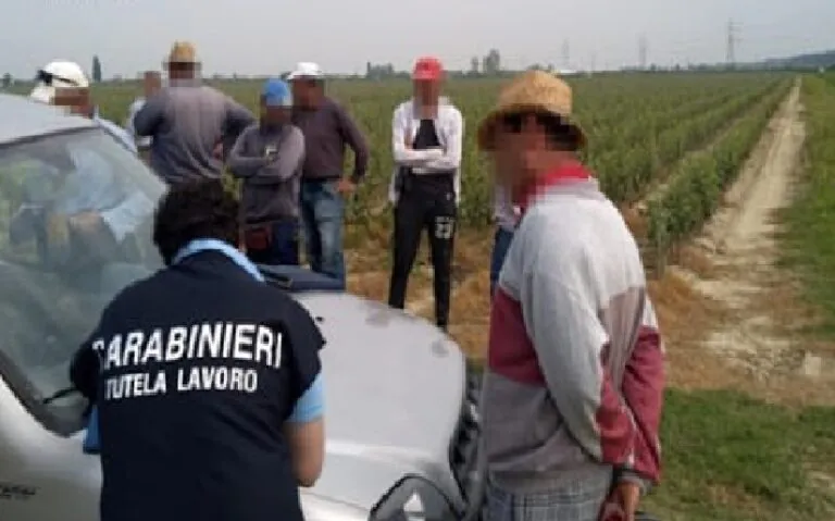 Raccolta di pomodori, così le coop sfruttano gli irregolari: scatta maxi multa