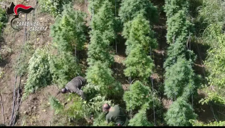 Scoperta piantagione di cannabis nel Casertano, 3 arresti. Il video