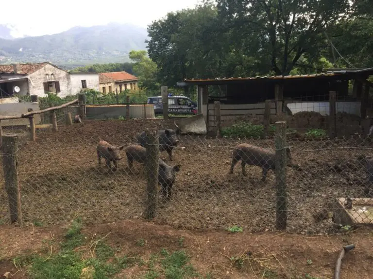 Blitz dal ‘porcaro/pecoraro’, sequestrati capi di ignota provenienza