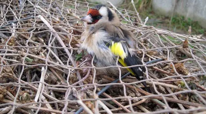 Uccellini catturati con trappole illegali, bracconiere fermato dai militari