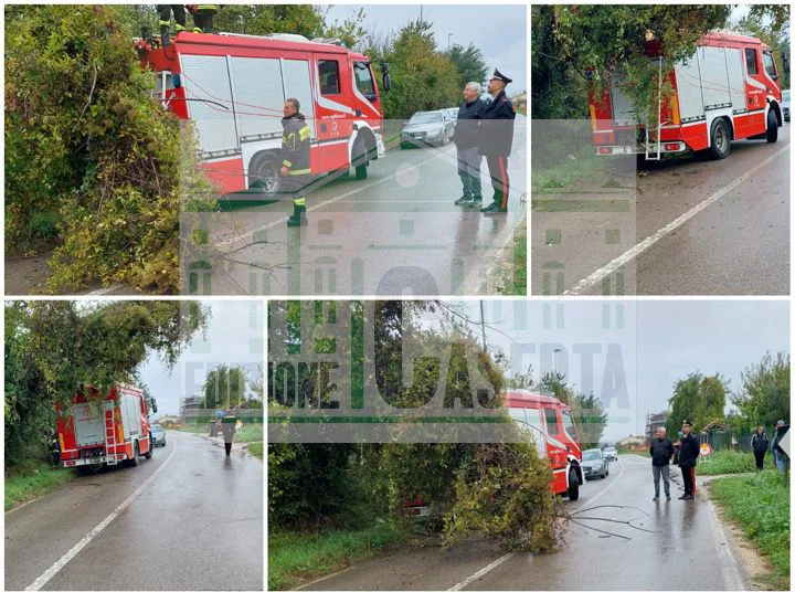 Paura nella valle: albero finisce su una curva pericolosa