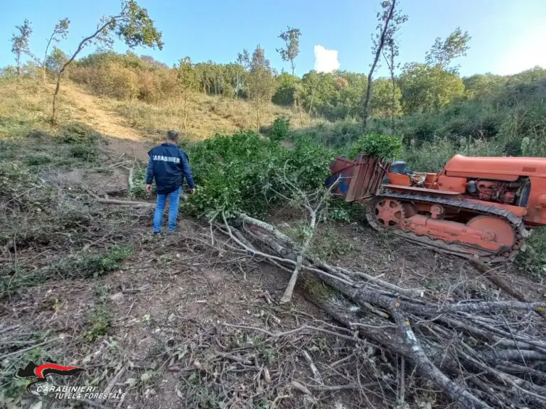 Arriva l’inverno e fa razzia nel bosco per la legna, scatta l’arresto