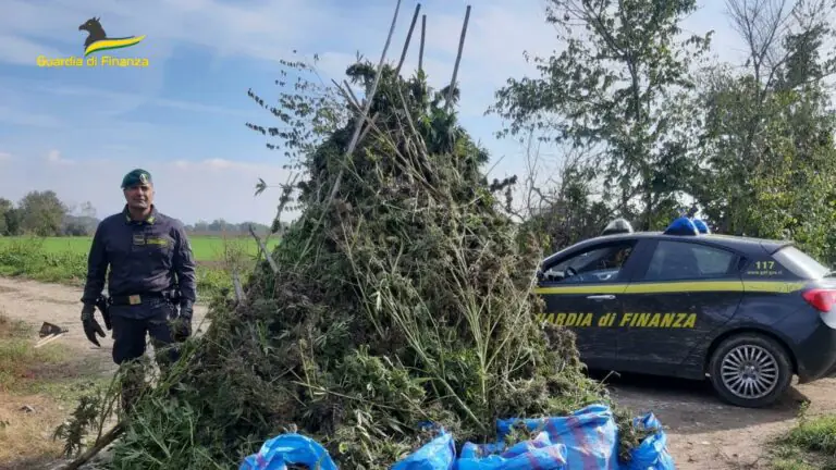 Coltivazione da record scoperta nel Casertano: requisita una tonnellata di marijuana. Imprenditore in manette