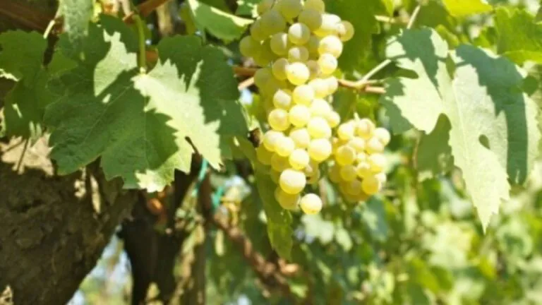 Importante riconoscimento per la tradizionale pratica dell’alberata d’Asprinio