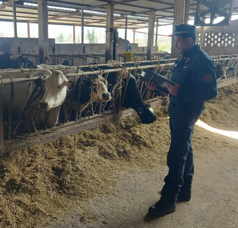 Blitz dei militari nell’allevamento di vitelli: scatta maxi sequestro. Foto