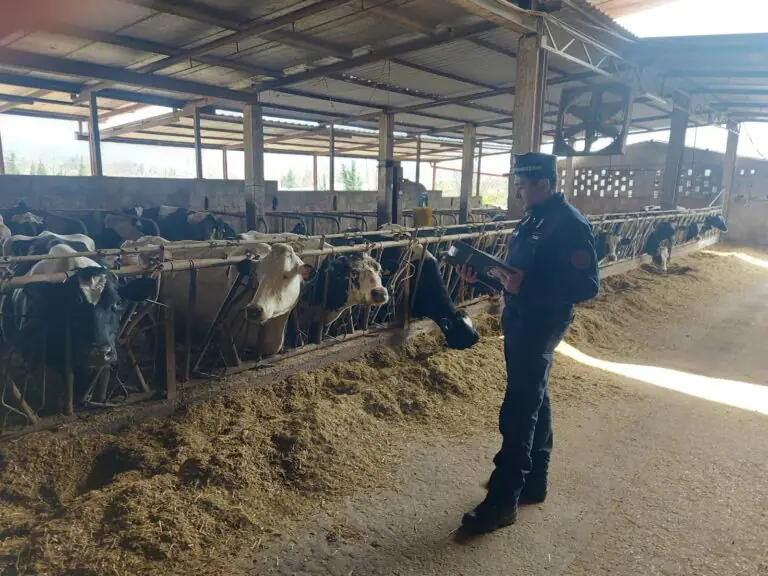 Allevamento di vitelli sotto sequestro, scenario ribaltato dopo 2 mesi