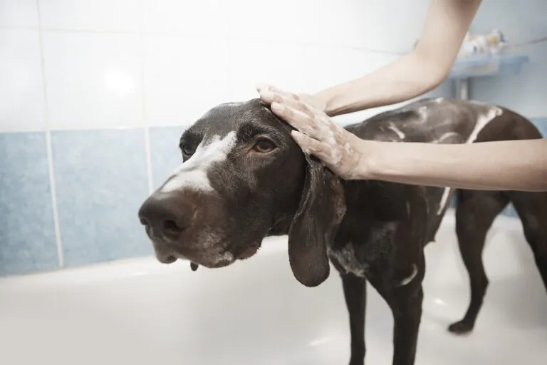 Cani puliti e profumati senza stress