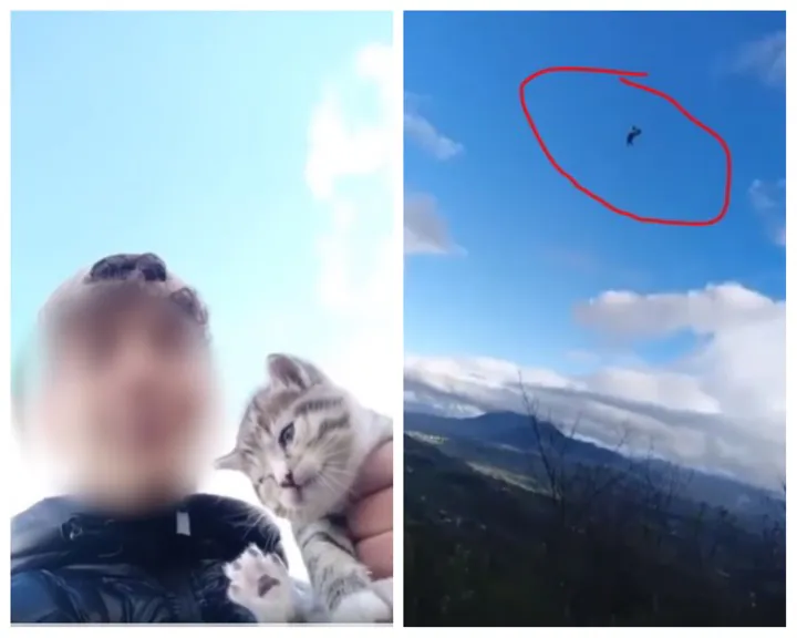 Gattino gettato nel dirupo, gli animalisti scendono in piazza