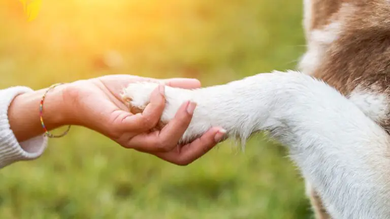 Supporto al lutto per la perdita di un animale da compagnia, nasce il primo percorso Pet Loss Counseling
