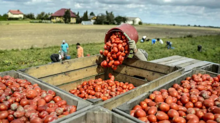Si assumono 1.000 lavoratori stagionali per raccolta e trasformazione pomodoro