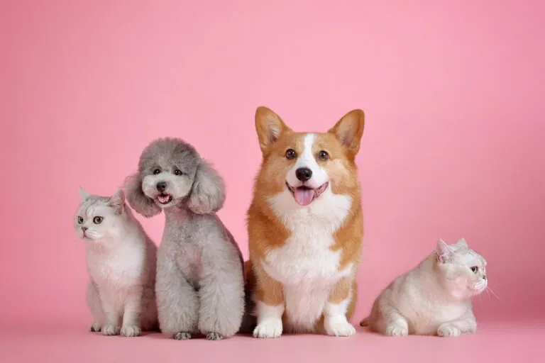 Quattro zampe in fiera, nel casertano l’evento dedicato agli animali