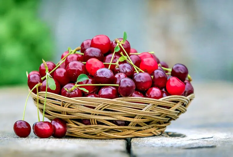 Torna la Sagra della Ciliegia nella Valle: programma ricco di eventi