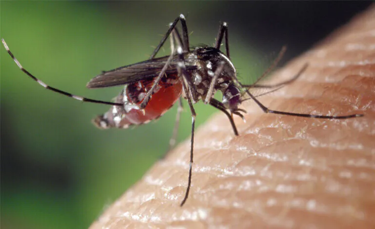 West Nile: altri 2 casi accertati nel territorio campano. Le condizioni dei pazienti