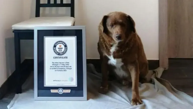 Il cane più anziano del mondo ha festeggiato il suo compleanno: è record