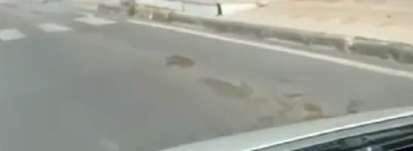Incredibile… Ancora letame a grappoli sulle strade della Valle