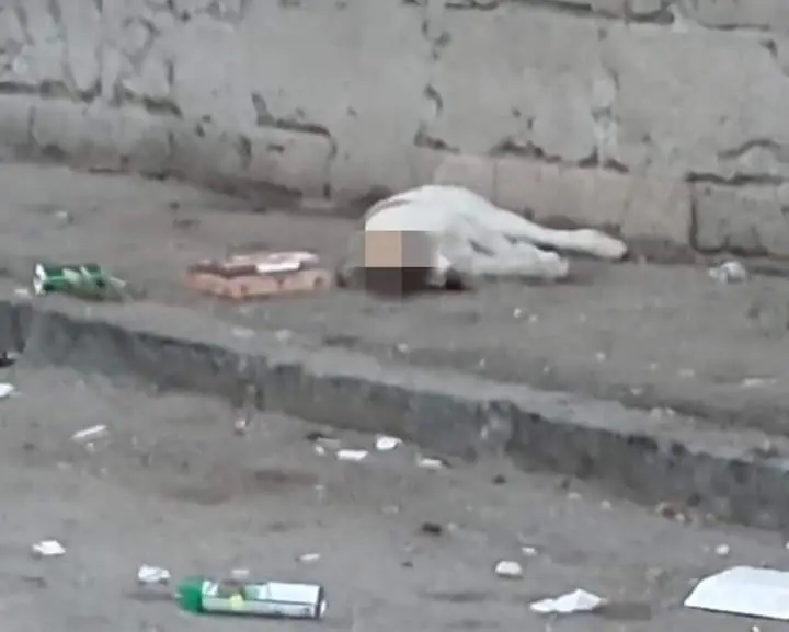 Orrore nel casertano: cane gettato dal settimo piano