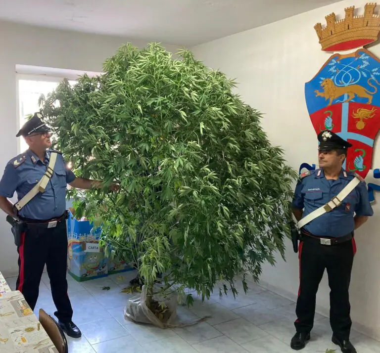 Maxi sequestro di cannabis, 52enne nei guai