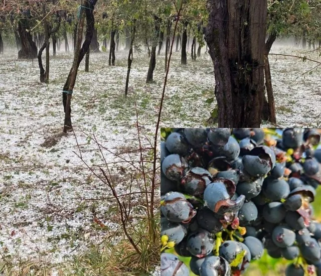Grandinata di poche ore mette a rischio il vino più amato. Ecco i danni