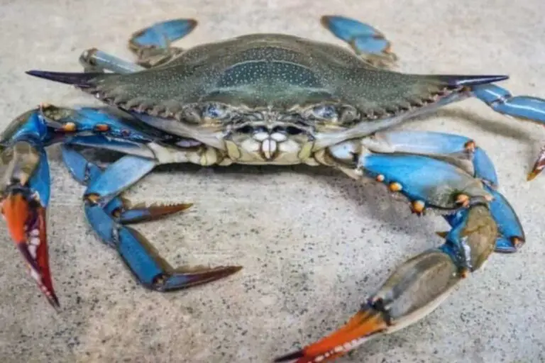 Il Granchio Blu arriva sul nostro litorale, si muove l’Asl: a rischio tutti i molluschi