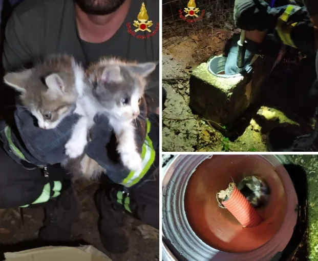 Gattini precipitano nel pozzo, ecco come li hanno salvati. Foto