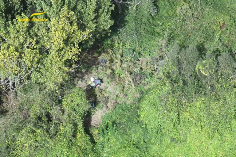 Maxi piantagione di marijuana, stangata per coltivatore