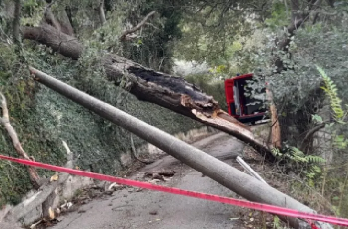 Vento forte abbatte quercia, travolta linea elettrica: mezzo paese al buio