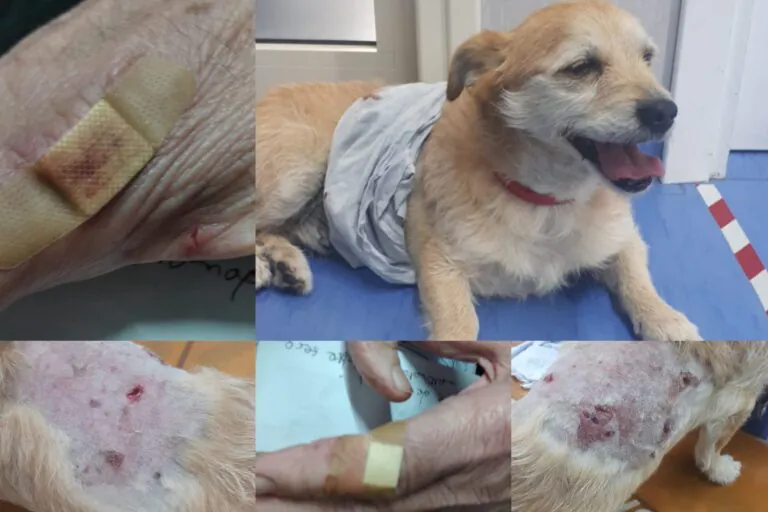 Pitbull sbrana cagnolino e ferisce anziano, il padrone li lascia a terra sanguinanti