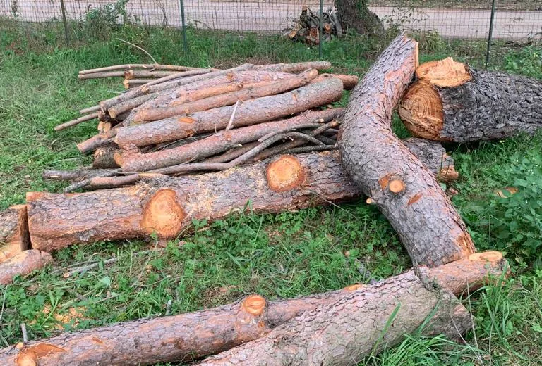 Abbattuti 17 alberi nell’area giochi, i cittadini protestano