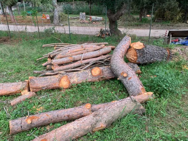Abbattuti alberi: “Caserta Decide” presenta l’interrogazione sul tema